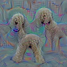 n02113712 miniature poodle